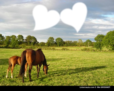 Cheval amour Photomontage