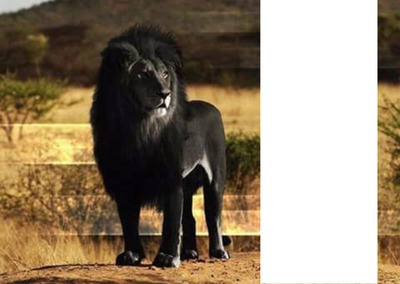 leon negro Montaje fotografico