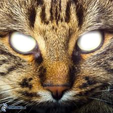 oeil de chat Фотомонтажа