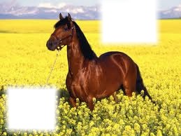 passion chevaux Photomontage