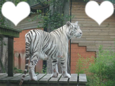 tigre d'amour Fotomontaggio