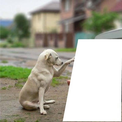 cão 1 foto Fotomontaż