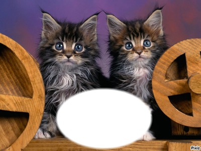 *Famille Chatons* Photomontage