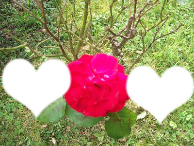 love rose love Fotomontage
