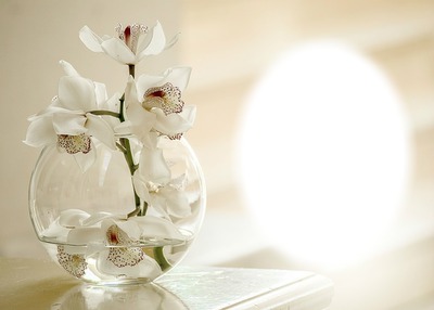 Orchidée blanche Fotomontaż