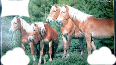 4 chevaux marron Fotomontažas