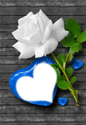 1 white rose Photo frame effect
