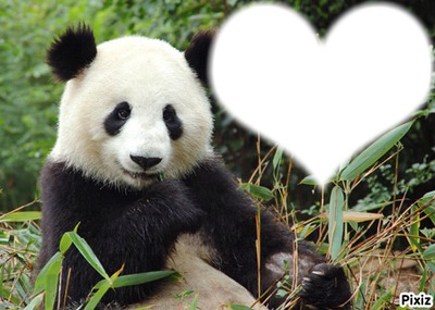 panda coeur Photo frame effect