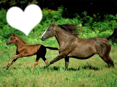 Passion chevaux Photo frame effect
