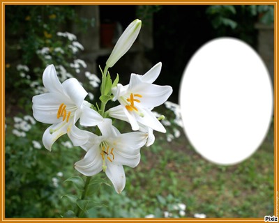 fleurs de lys Photomontage