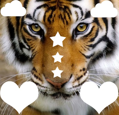 tigre 2 Fotomontaggio