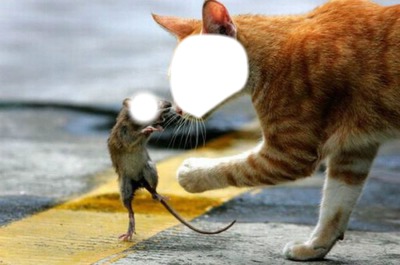 kot i mysz Fotomontaż