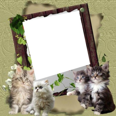 1 photo avec 4 chatons Fotomontažas
