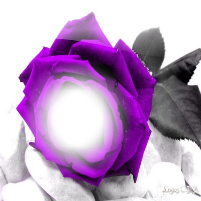 rosa lila Fotomontasje