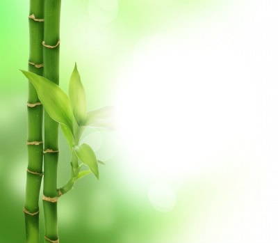 bambou Photo frame effect