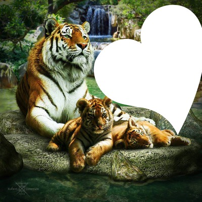 les tigres a la cascade Montage photo