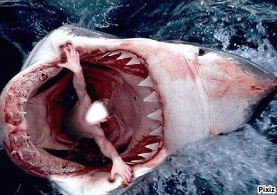 requin Montaje fotografico