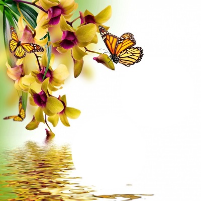 Motyle Fotomontáž