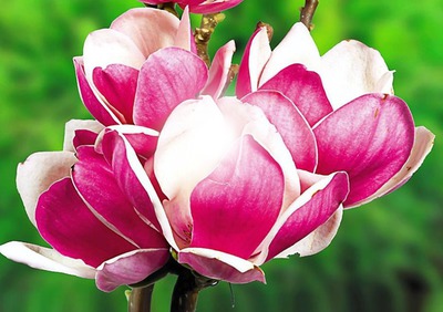 magnolias Valokuvamontaasi