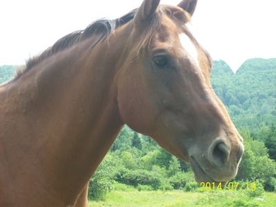 amour de cheval Fotomontaža