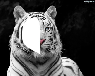 Tygrys Fotomontaż