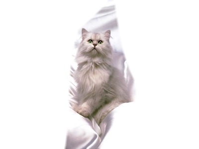 chat blanc Fotomontasje