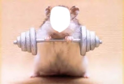hamster Fotomontage