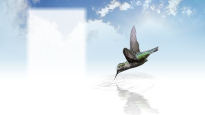 Colibri Fotomontáž