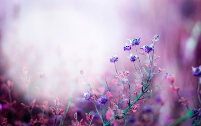 Цветы Фотомонтаж