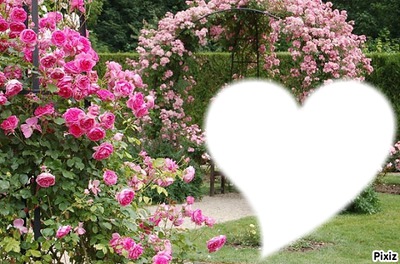 jardin de roses Fotomontažas