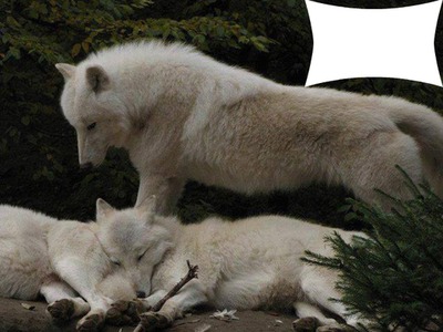 Le Loup Blanc Photomontage