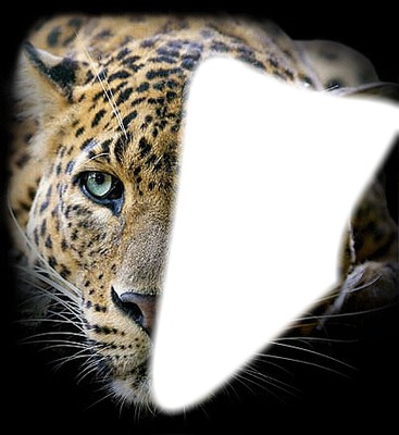 léopard Fotomontáž