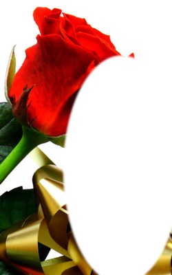 cadre fleur rose Fotomontagem