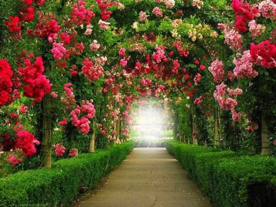 Jardin de Rosas Tunel Montaje fotografico