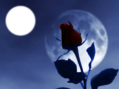 rose sous la lune Fotomontaggio