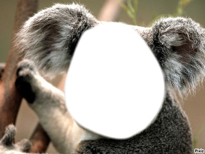 panda Photo frame effect