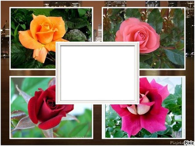 Cadre de roses Fotomontaggio