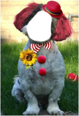 chien clown Photomontage