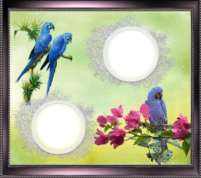 Cadre oiseaux Photomontage