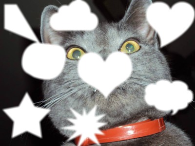 le chat qui t'aime フォトモンタージュ