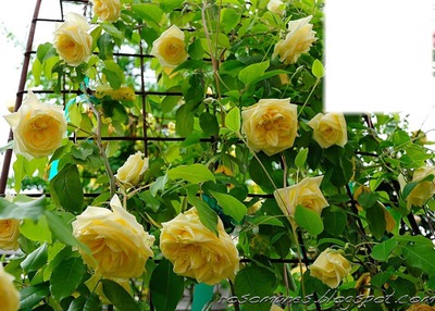 Les roses jaune Fotomontage