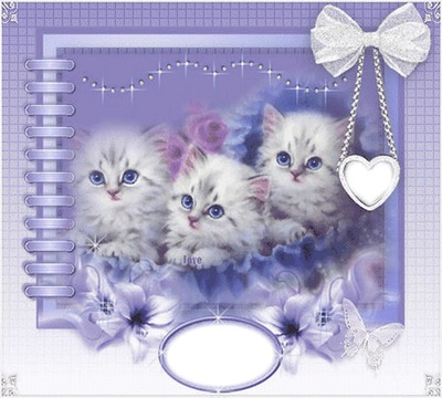 Chatons Montage photo