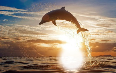 dolphin Fotomontažas