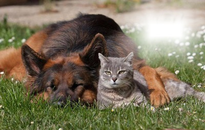 chien et chat Φωτομοντάζ
