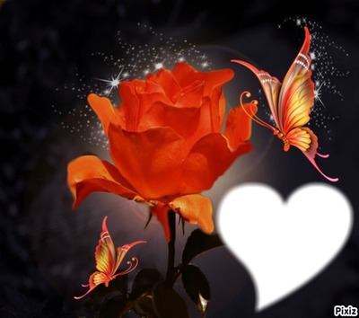 Rose Papillon Photomontage