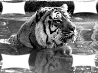 tigre dans l'eau Фотомонтаж