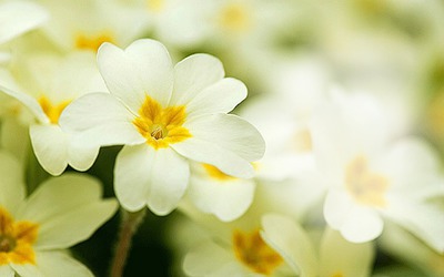Flower primrose Photo frame effect