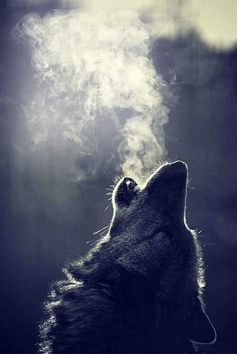 wolf Photomontage