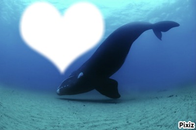 Coeur de Baleine Fotomontagem