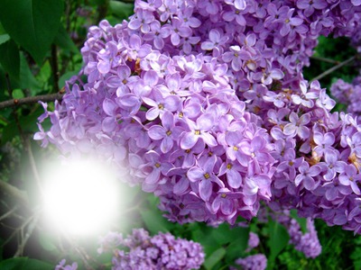 lilas mauve Fotomontáž